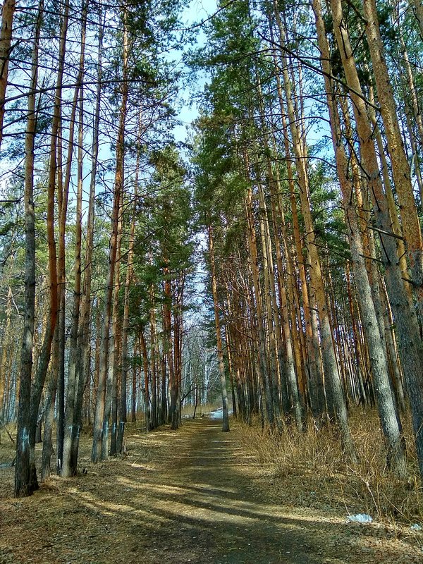 Хорошо в лесу в апреле ... - Татьяна Котельникова