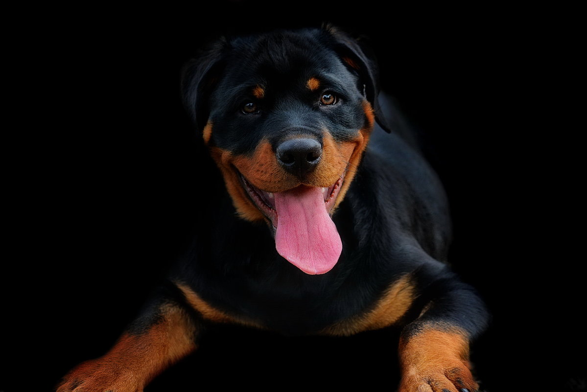 vit5 Rottweiler - Vitaly Faiv