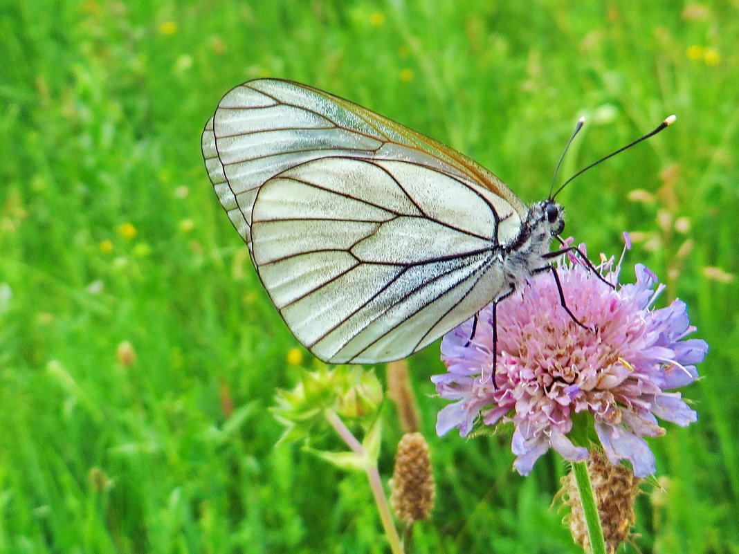 Боя́рышница (лат. Aporia crataegi) — бабочка из семейства белянок (Pieridae). - vodonos241 