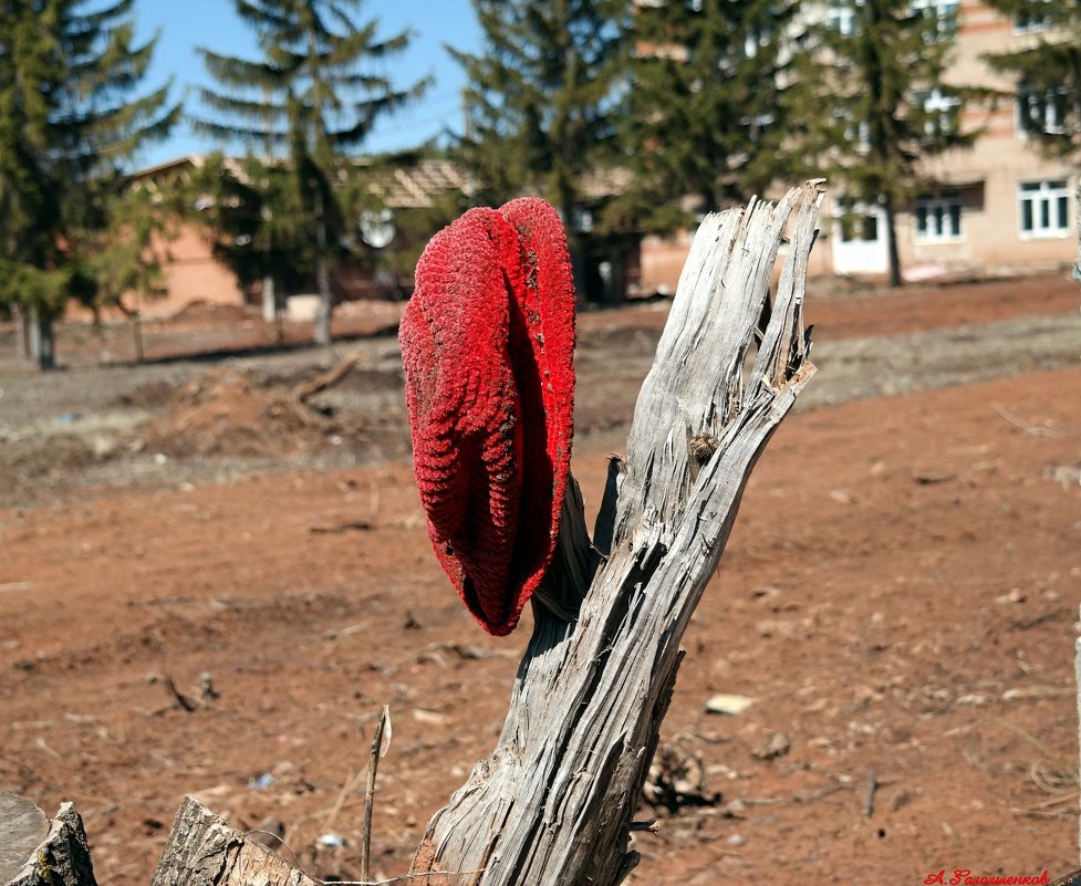 Красная Шапочка шла по лесу, где росли грибы, а потом она не смогла отличить бабушку от волка..:) - Андрей Заломленков