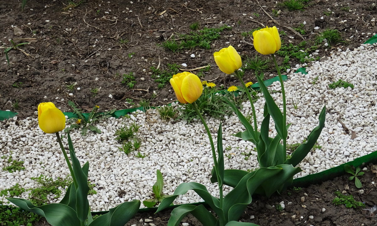 Весна. Первые желтые тюльпаны - татьяна 