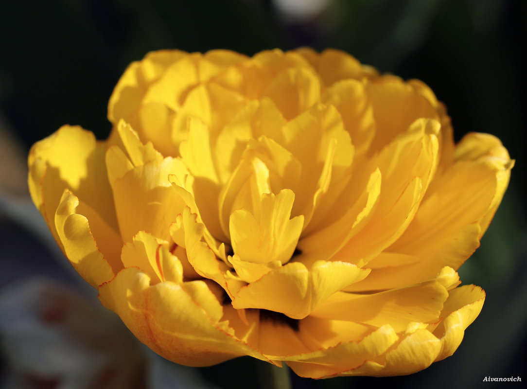 На голове цветка – тюрбан. Это солнечный тюльпан - Андрей Иванович (Aivanovich-2009)