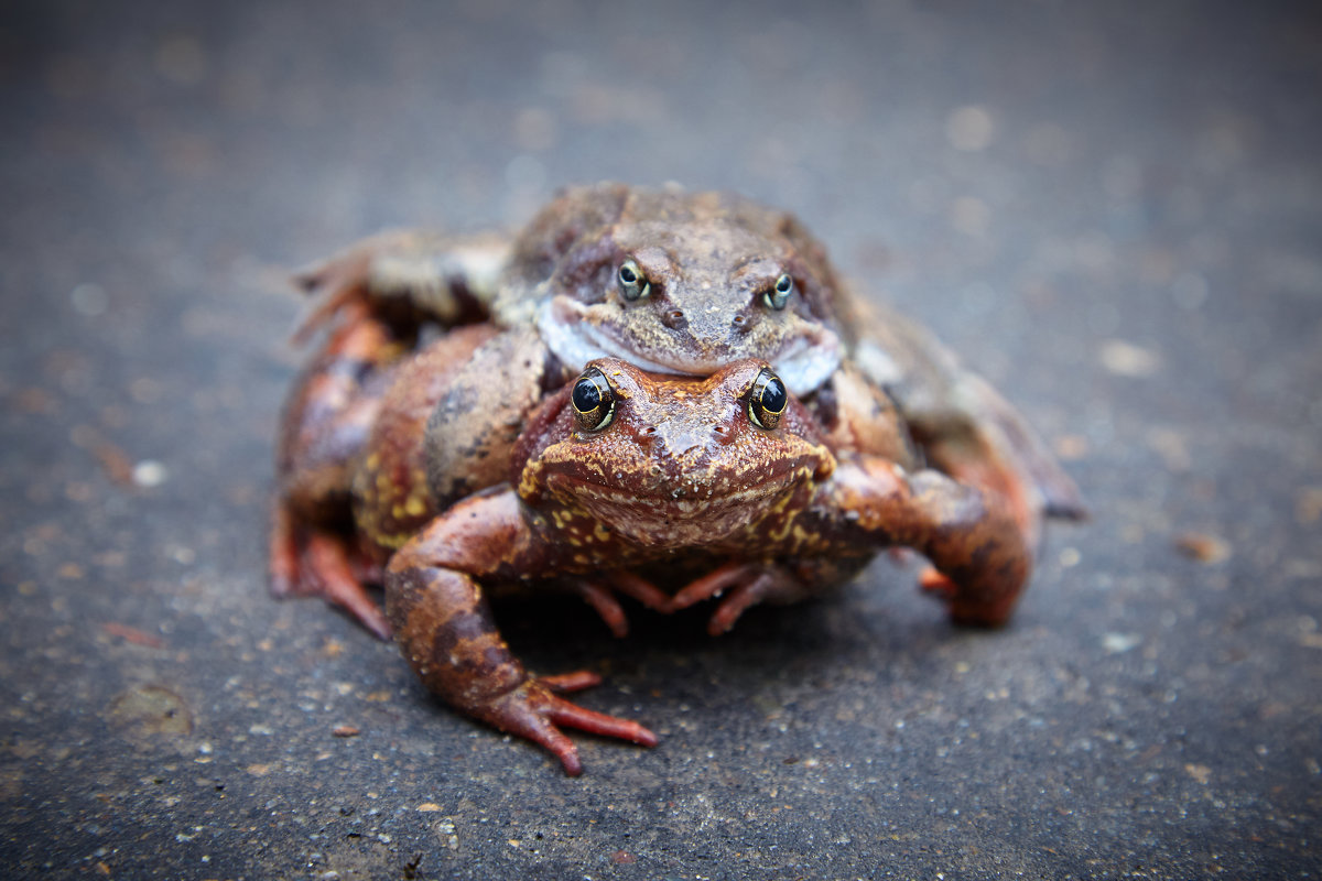 Two frogs. Four eyes. - Евгений Балакин