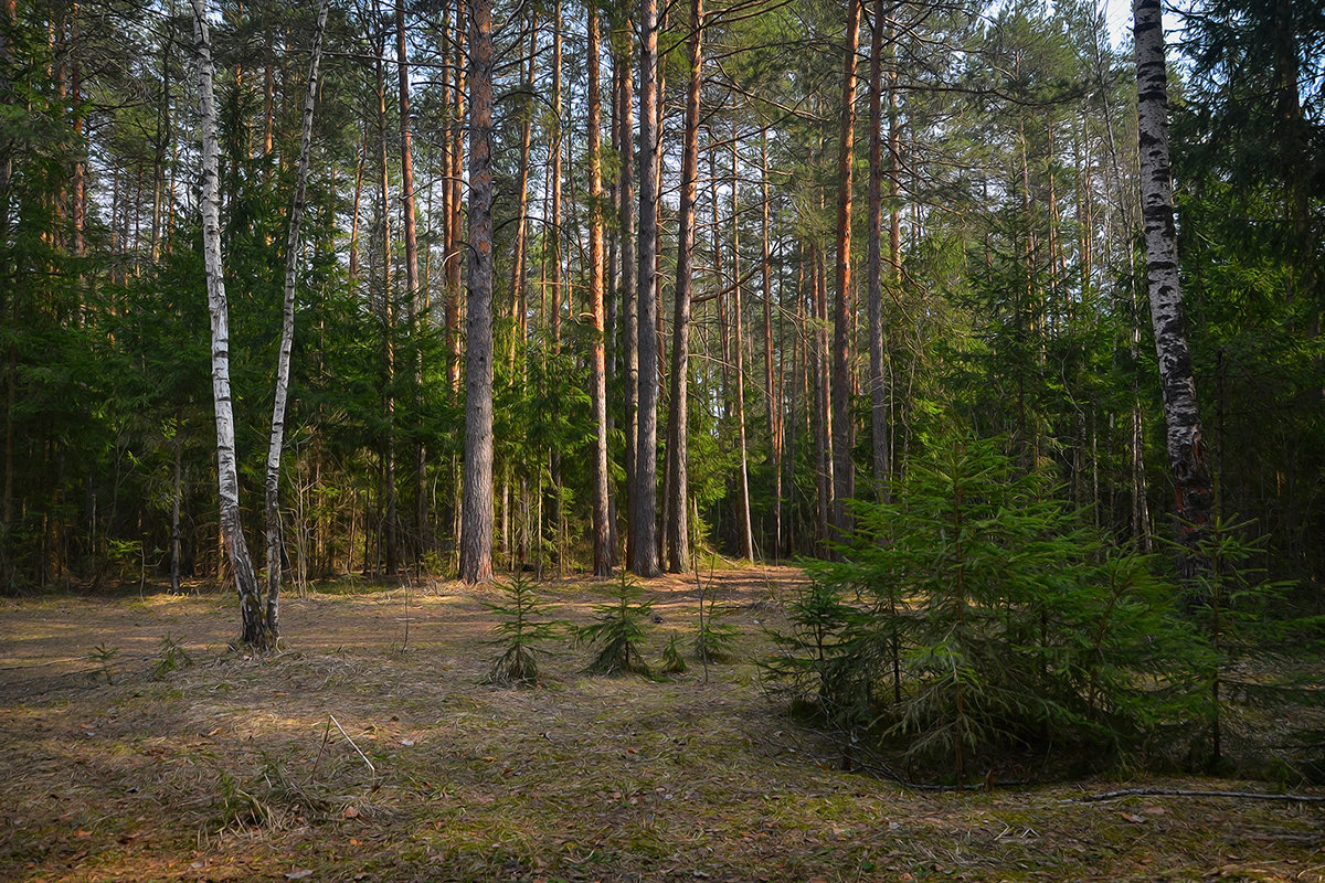 В весеннем лесу - Алексей (GraAl)