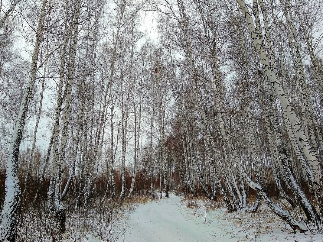 Красота апрельского леса - Татьяна Котельникова