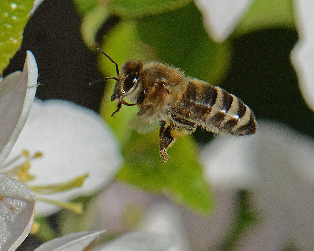 Пчела в полете 2 - Асылбек Айманов