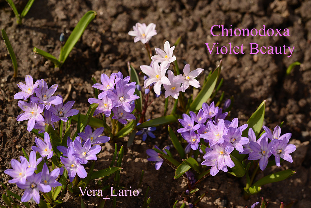 Хионодокса Chionodoxa Violet Beauty - Vera_85916050 