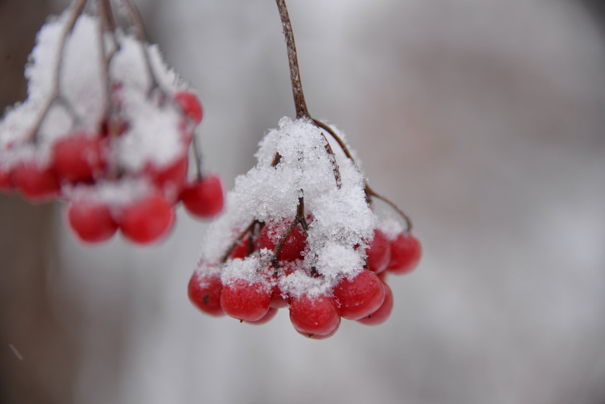 Зимние ягоды - Ольга Кунцман