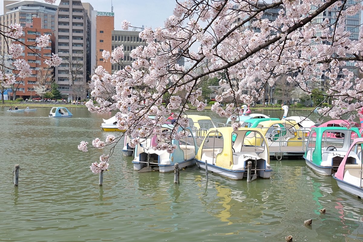 Токио Парк Уэно цветение сакуры - wea *