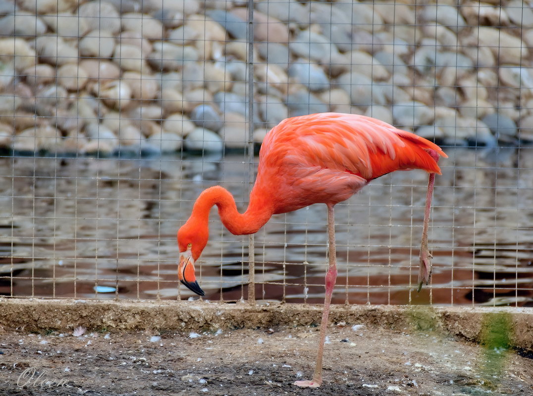 Красный фламинго - Olcen Len