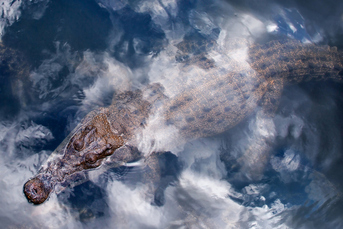 Крокодил в облаках - slavado 