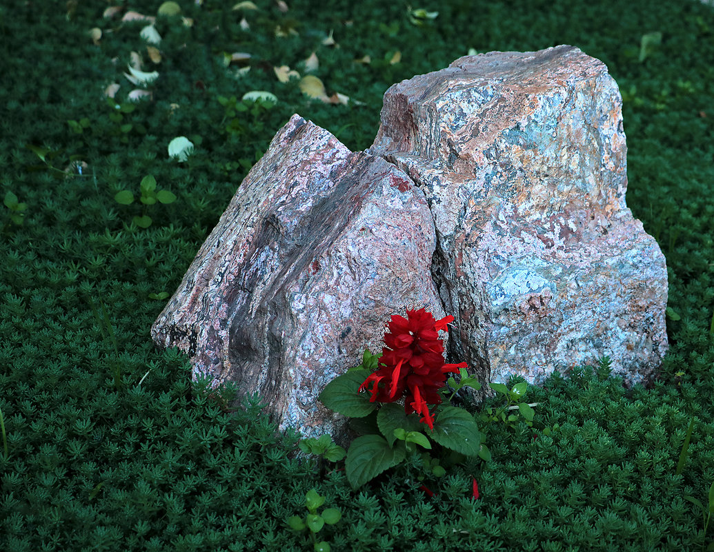 Цветок у камня - Светлана 