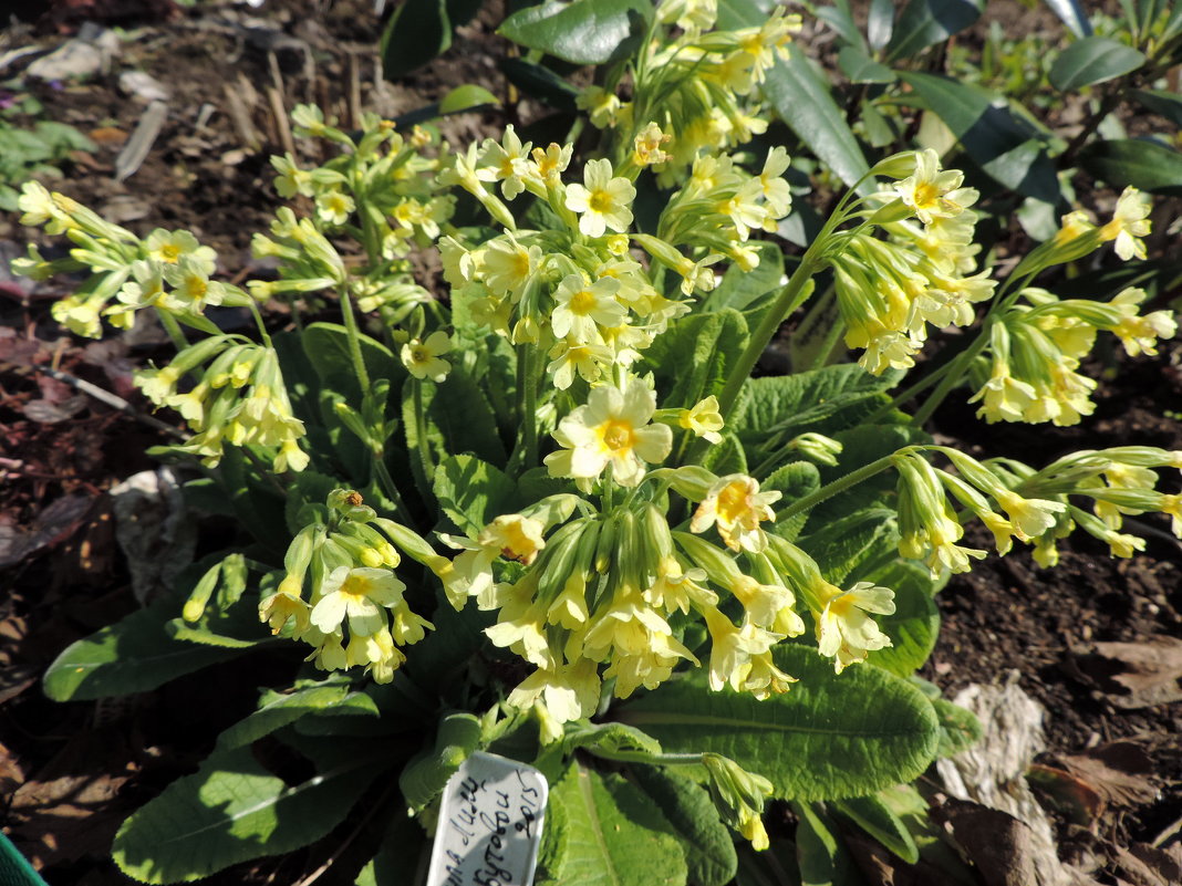 Примула весенняя (Primula veris), или "баранчики" - alexeevairina .