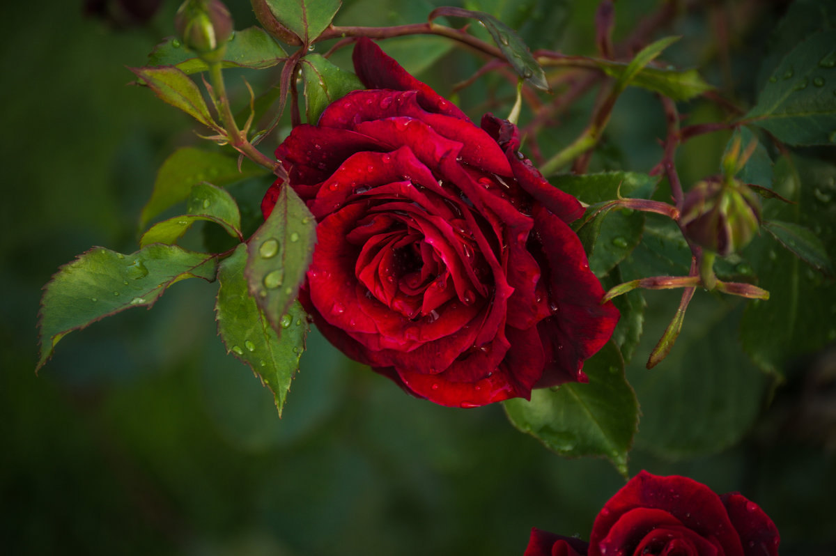 rosa roja - Игорь 