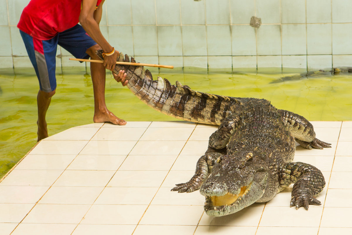 тайланд крокодилы