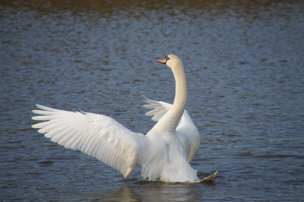 Белый лебедь на пруду - Larisa Freimane