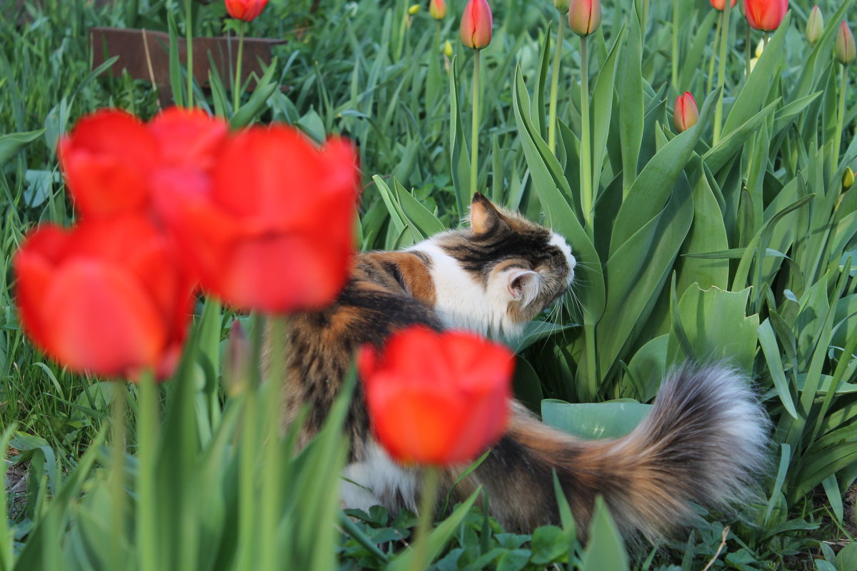 Кошка и тюльпаны - Екатерина Ермилова