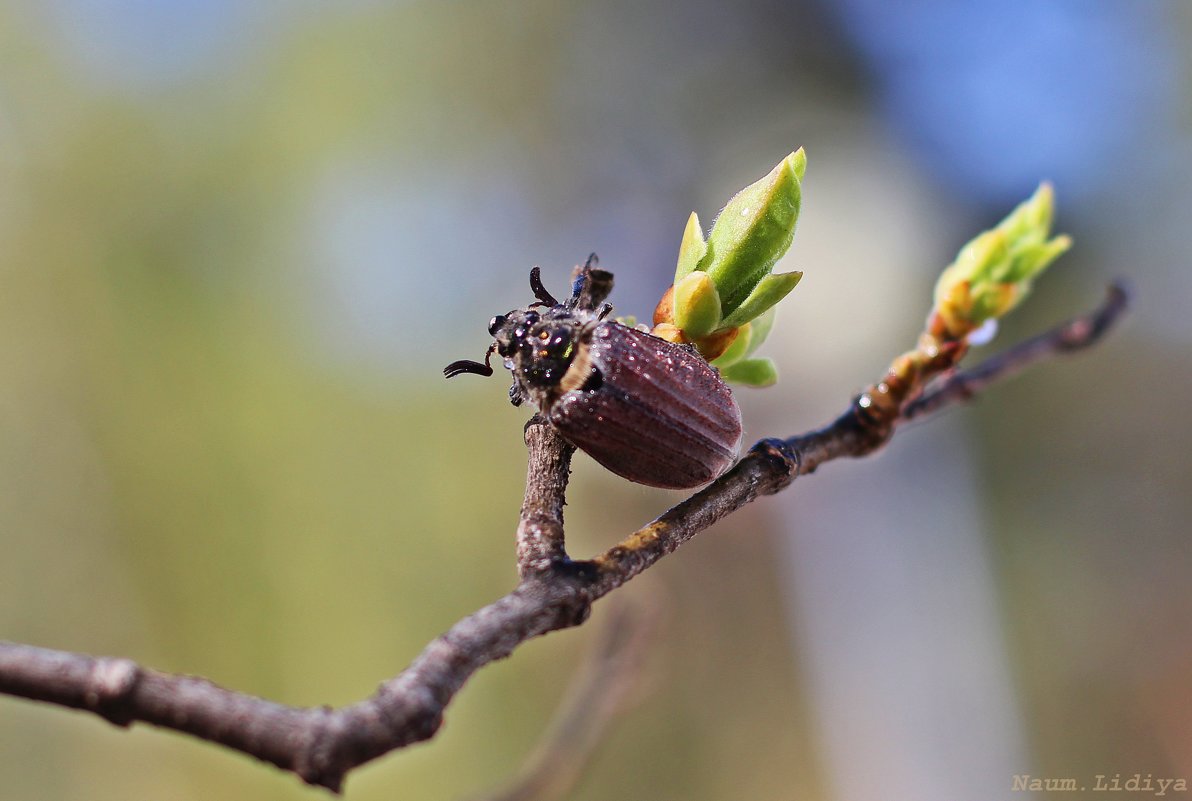 Первое появление листочков и насекомых - Лидия (naum.lidiya)