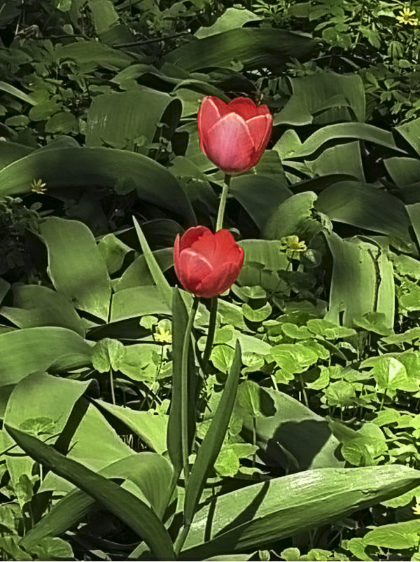 Красные тюльпаны вестники весны - Nikolay Monahov