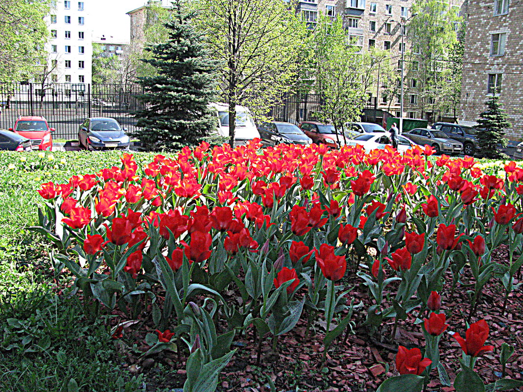 Цвет мая - Владимир Драгунский