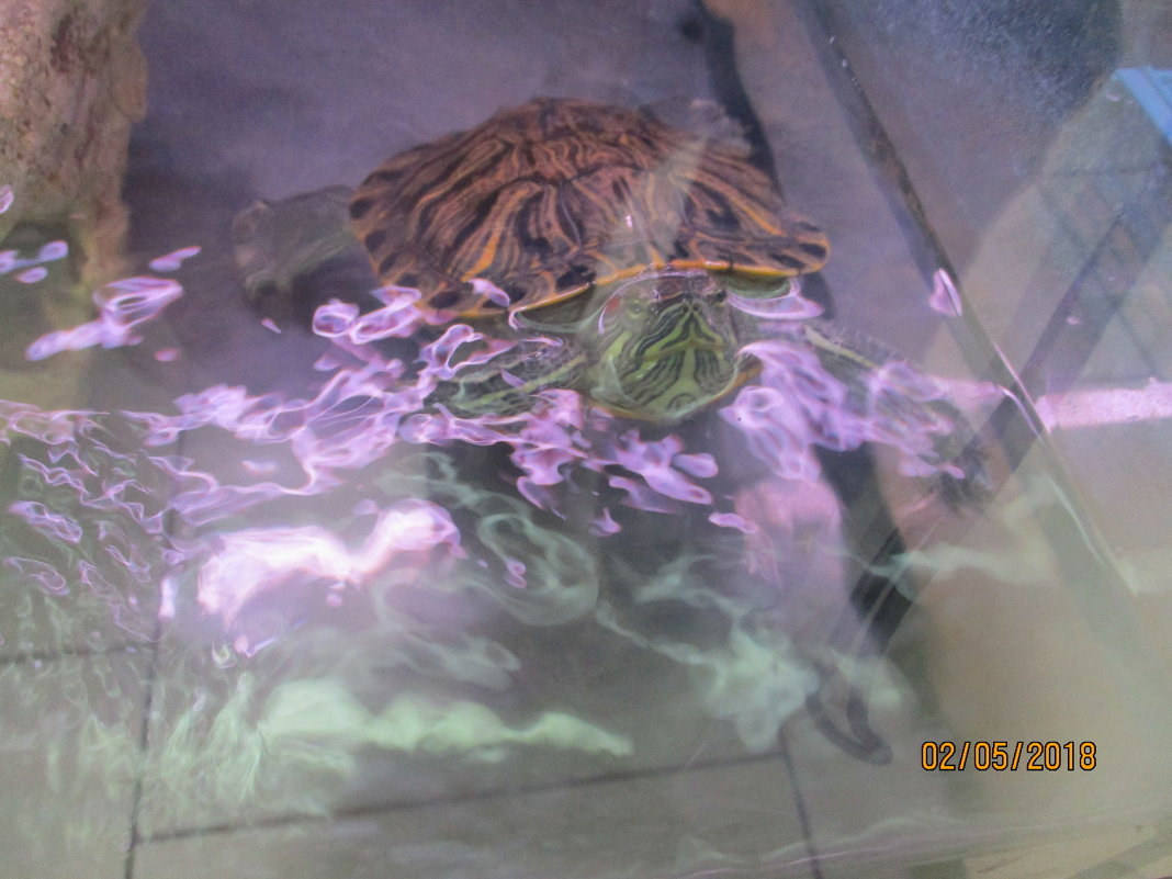 красноухая черепаха - Зинаида 