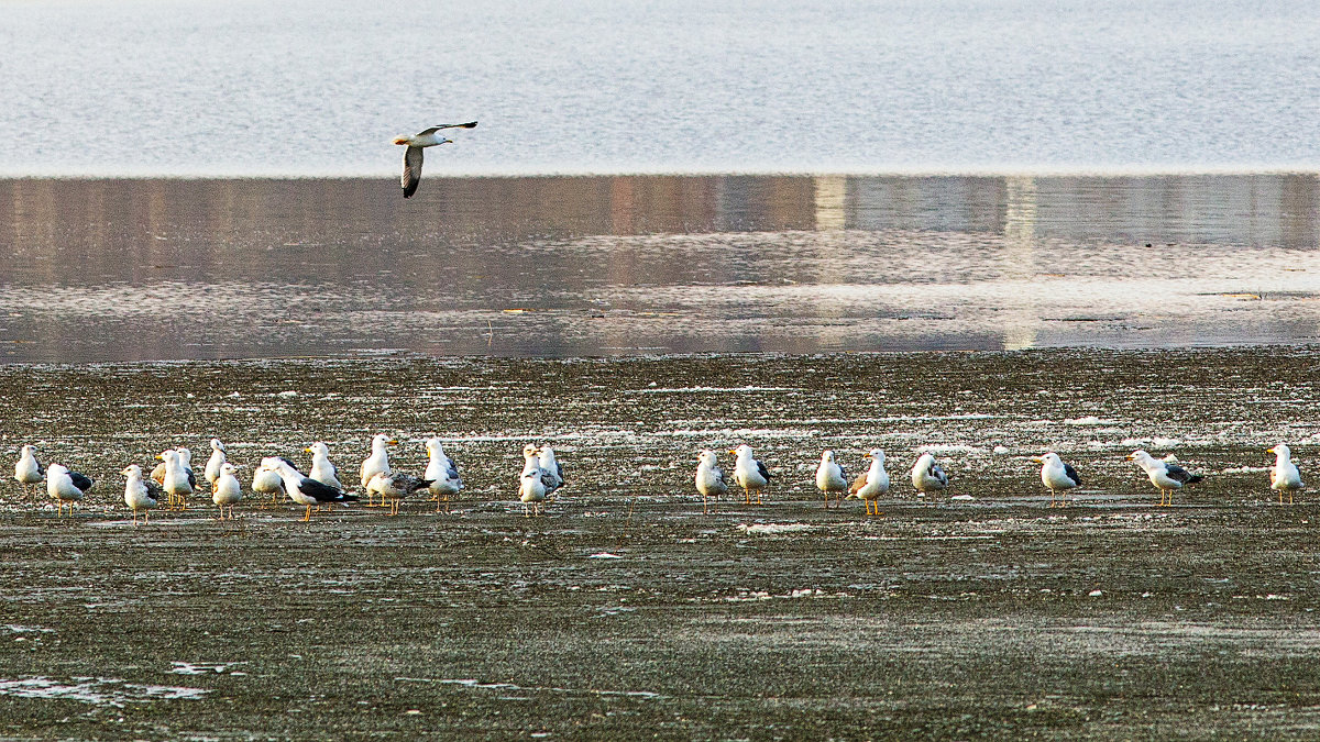 Чайки на тающем льду - Леонид Никитин