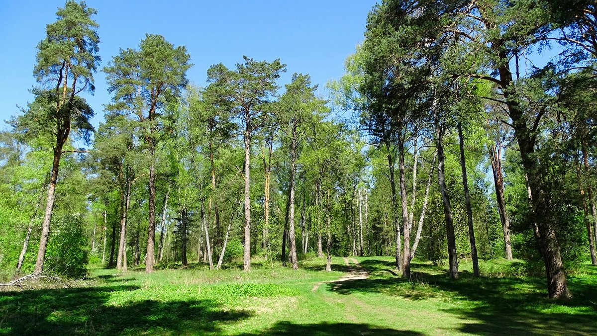 В майском лесу под Смоленском - Милешкин Владимир Алексеевич 