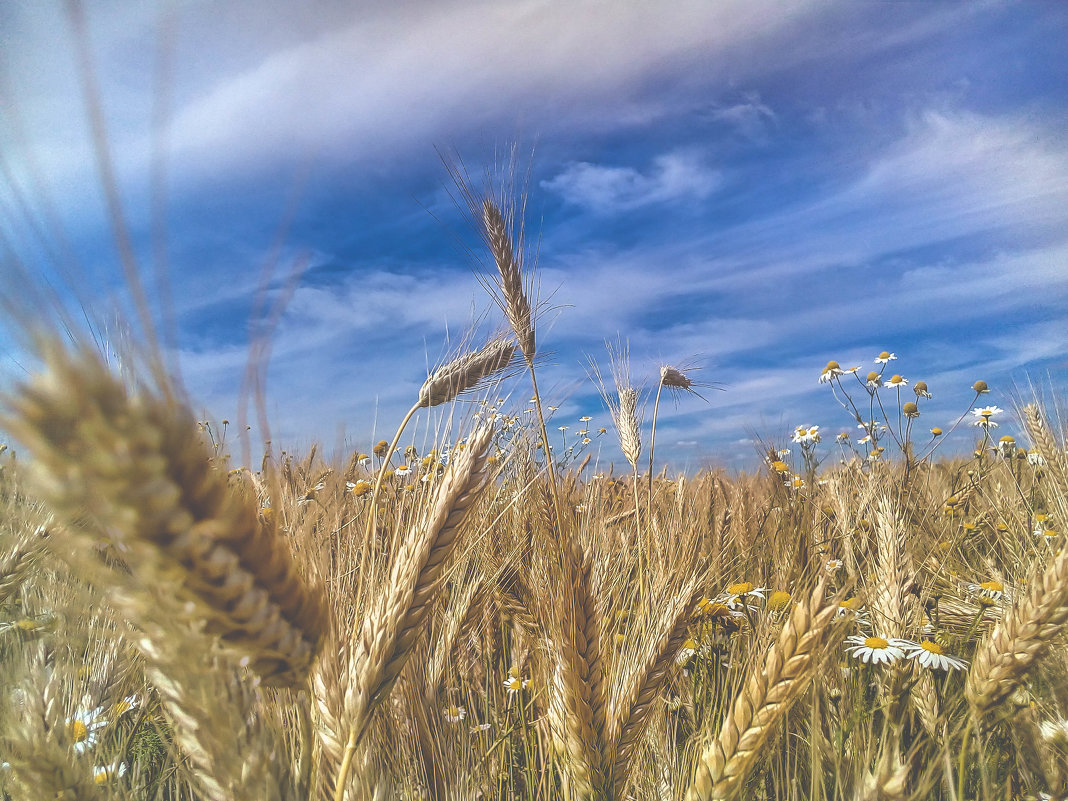 Wheat and clean air in my homeland - Анастасия Пономарева