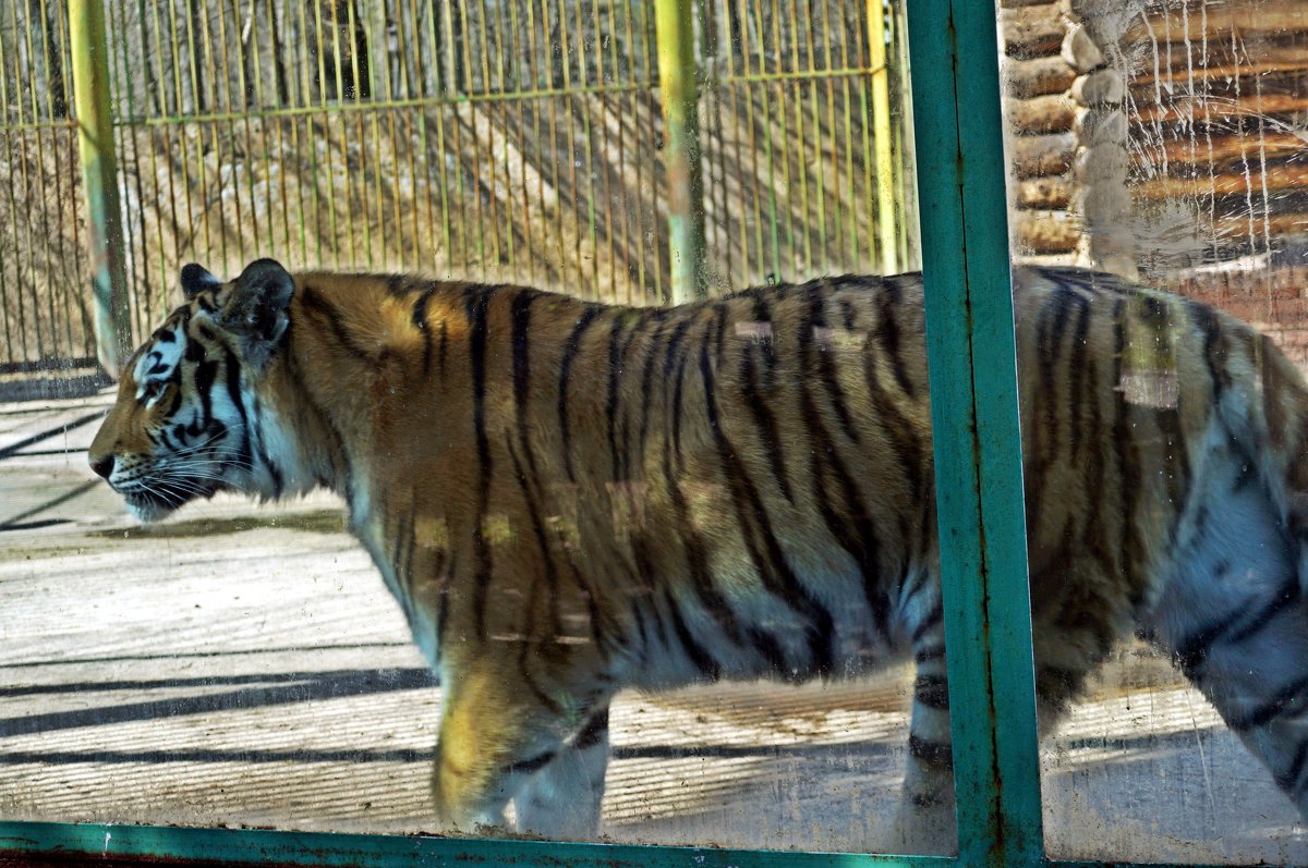 Уссурийский тигр - Лариса 
