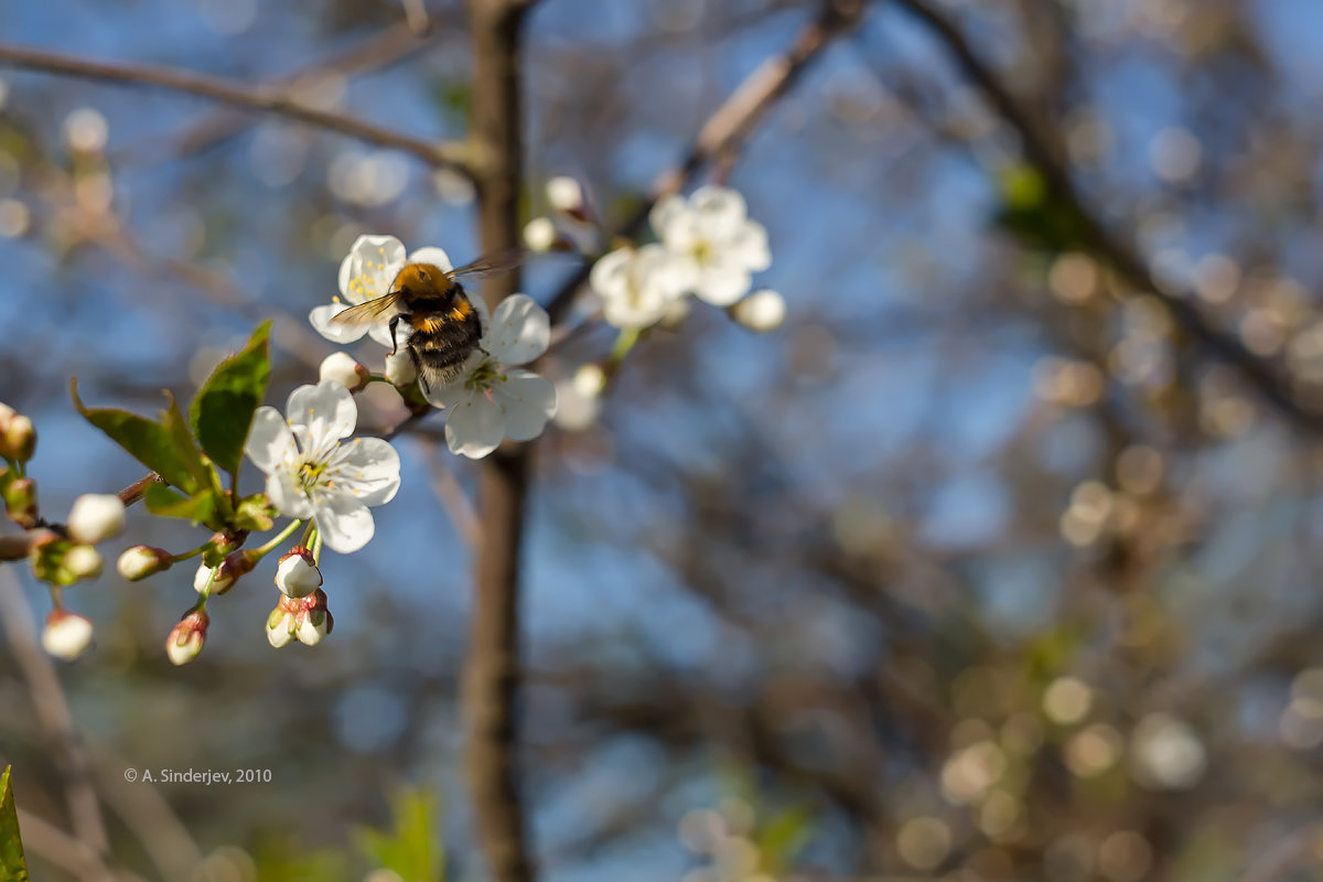 Шмель на цветке вишни - Александр Синдерёв