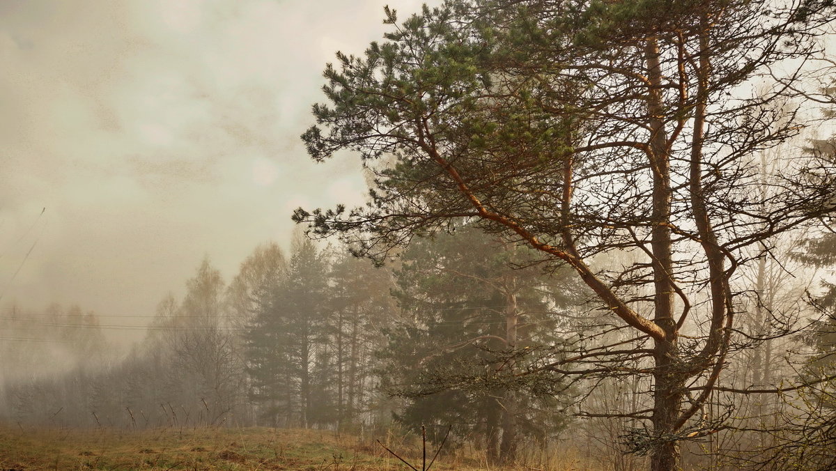 Туман в лесу - Владимир Гилясев