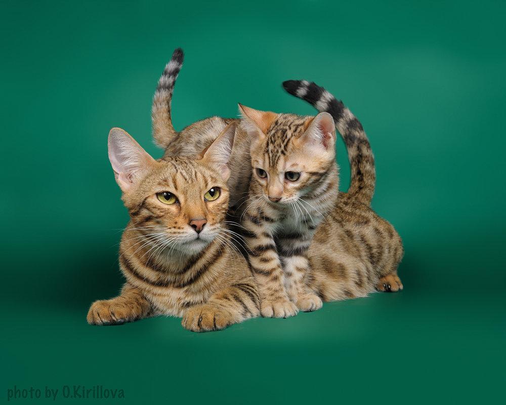 Кошка-мама и котенок бенгальской породы - Ольга Кириллова