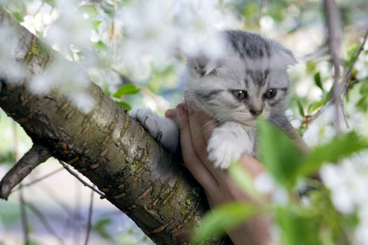 Котенок - Анастасия Грек