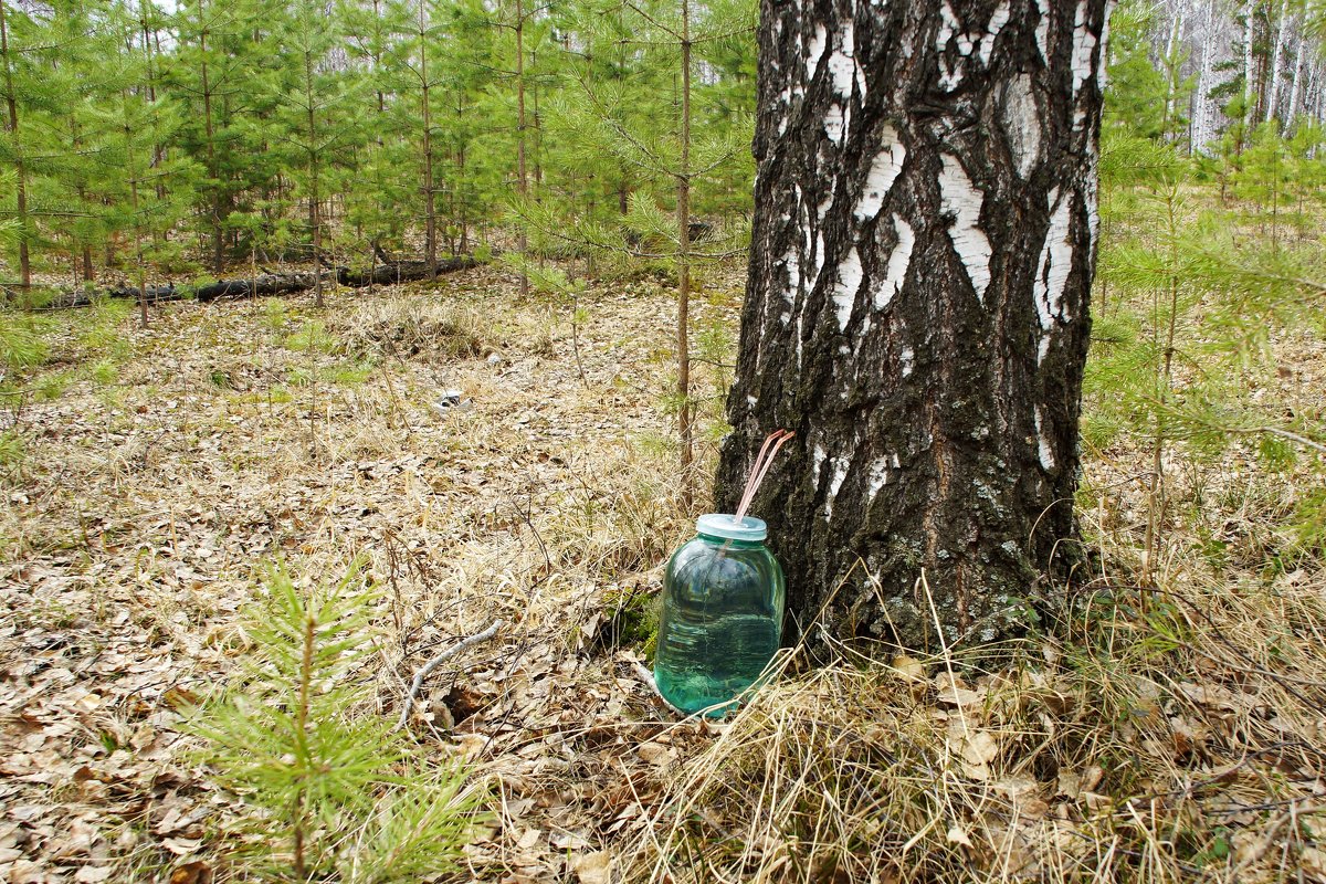 Дары весеннего леса - Наталья Т