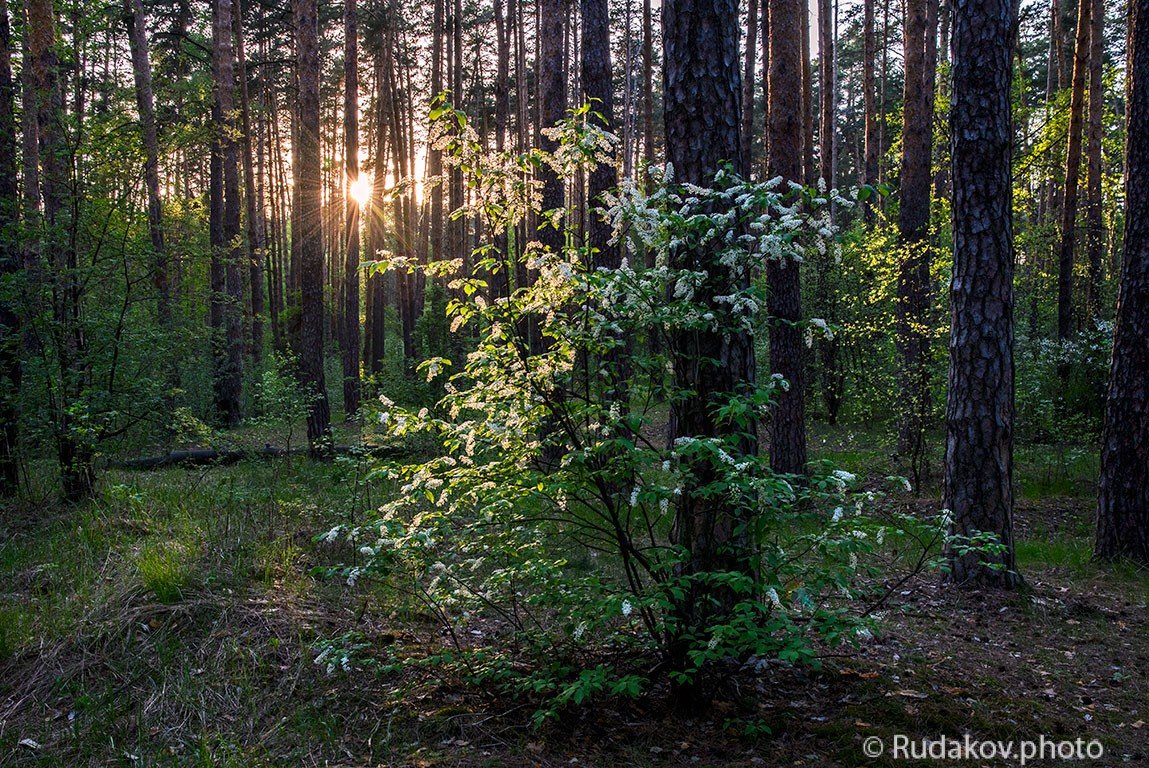 Черемуха в сосновом лесу - Сергей 