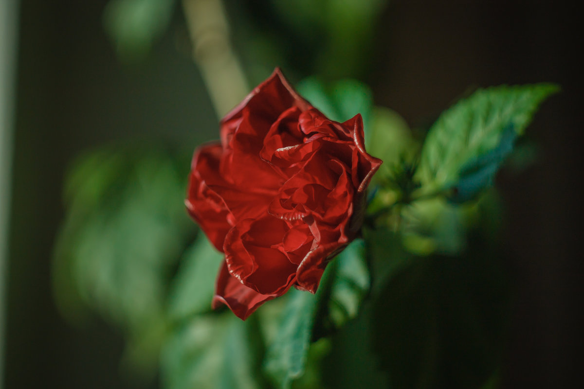 Домашняя роза - Альбина Хасаншина