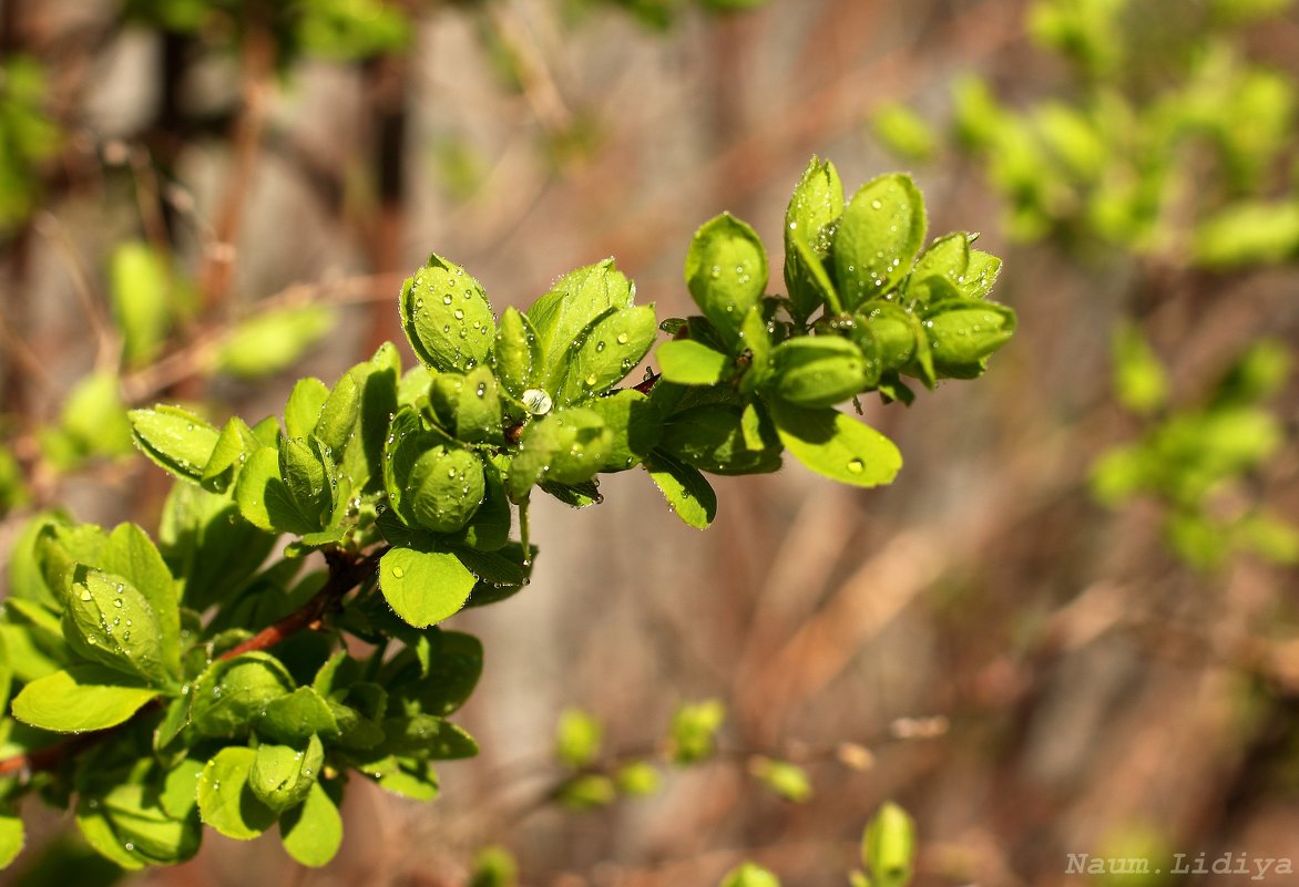 Весенние цвета зелени - Лидия (naum.lidiya)