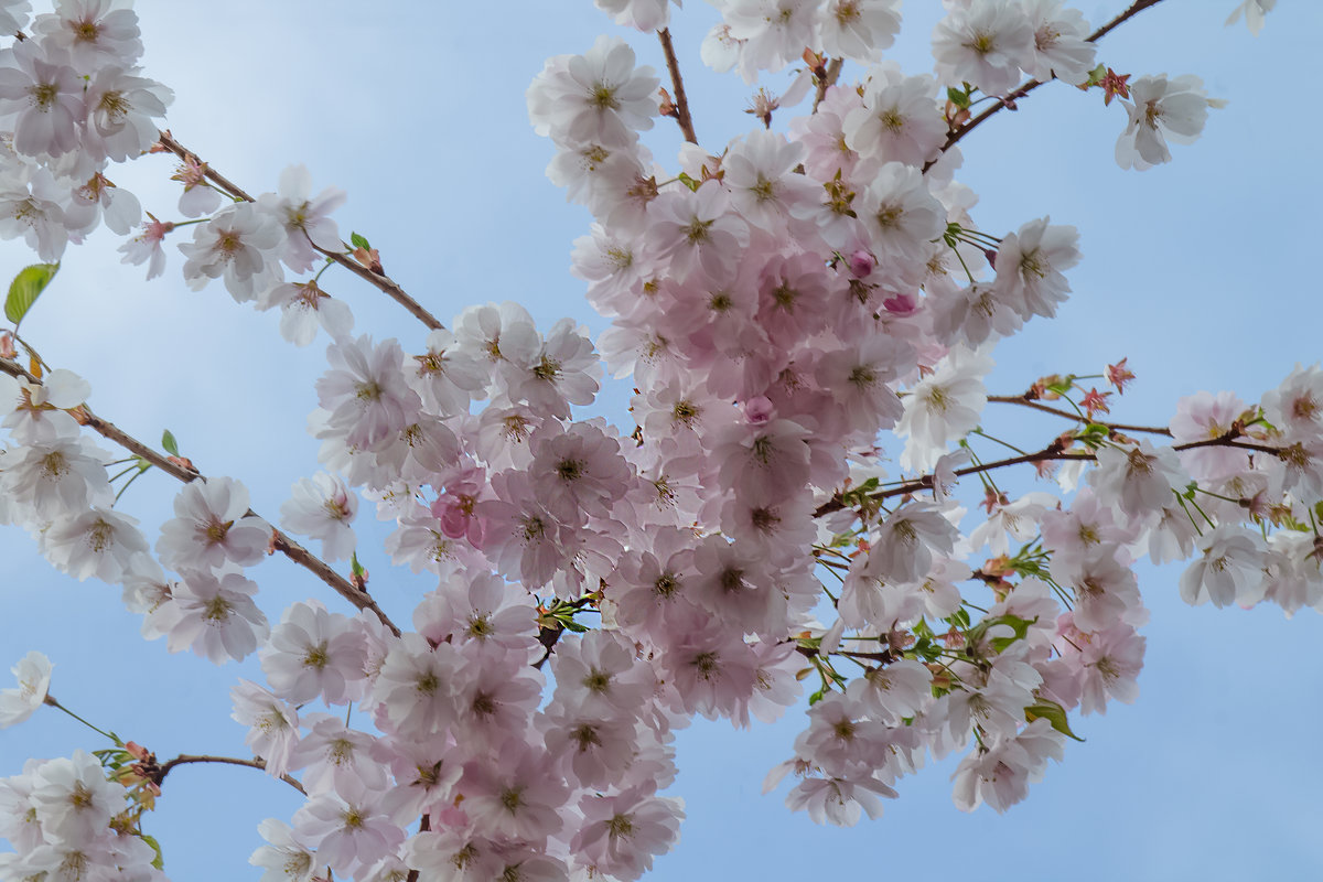 цветет сакура - navalon M