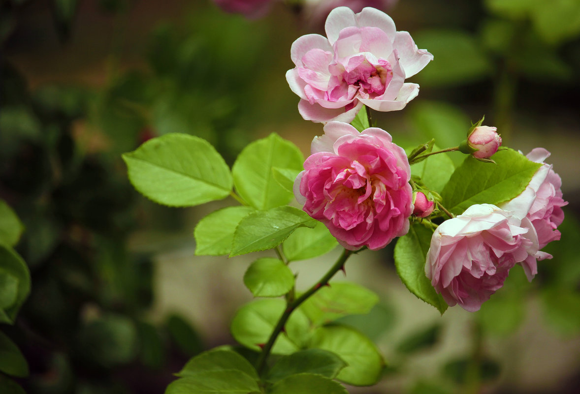 Цветочки...(чайная роза) - barsuk lesnoi