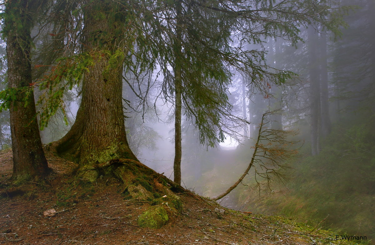 весенний лес - Elena Wymann