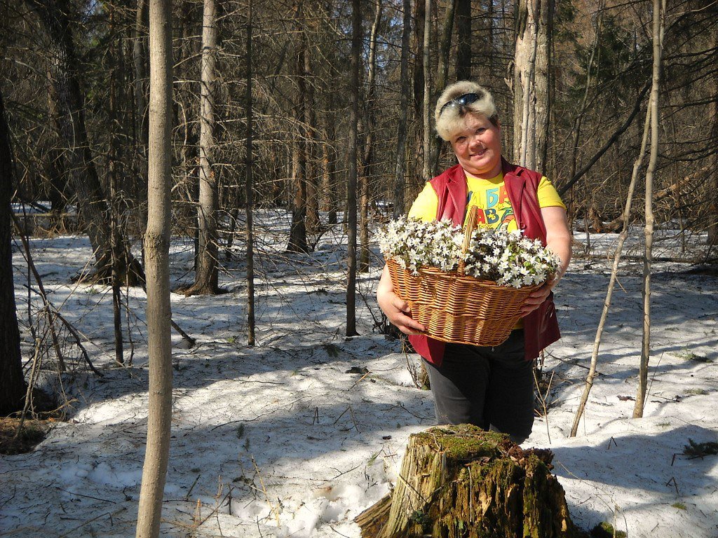 Подснежники в корзине. - Елена Салтыкова(Прохорова)