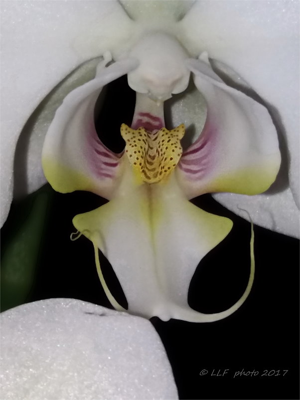 Орхидеи - Liudmila LLF