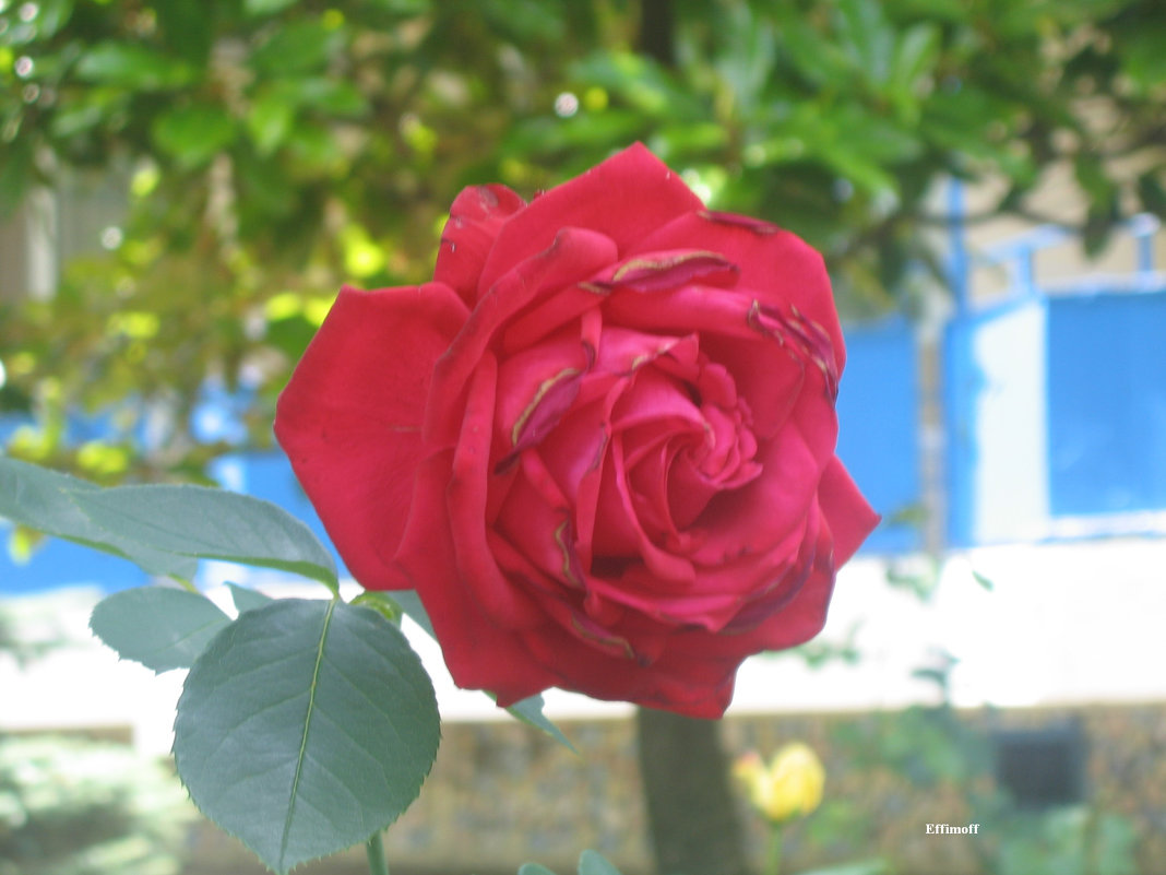 Красная роза - Алексей Ефимов