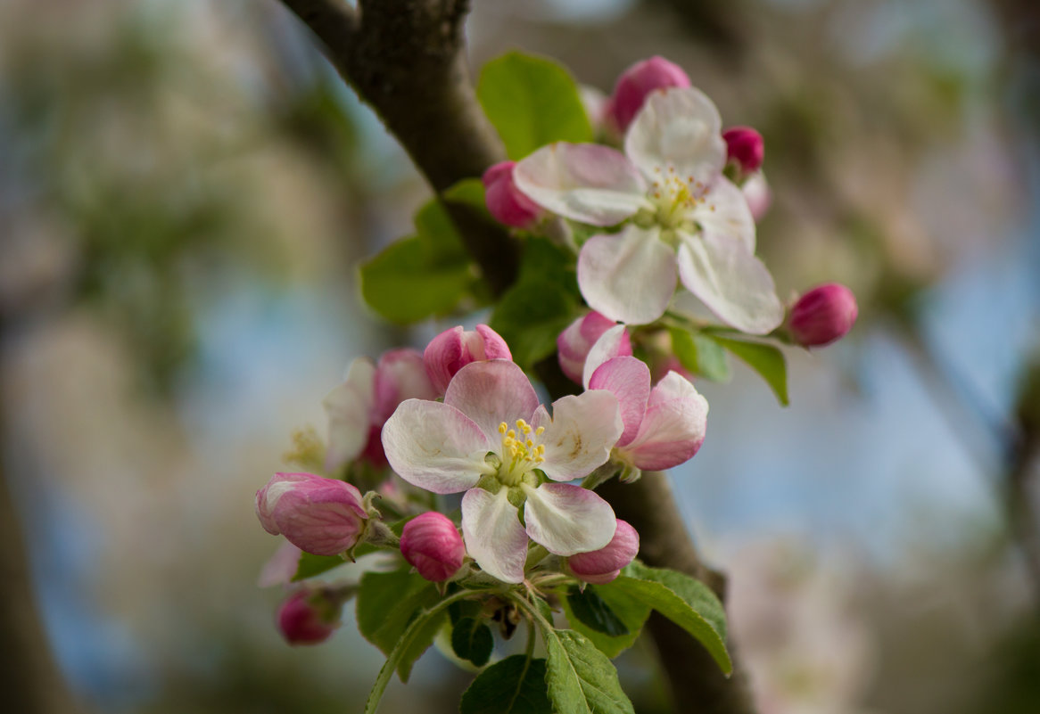 Цветущая яблоня - Александра Довгалюк