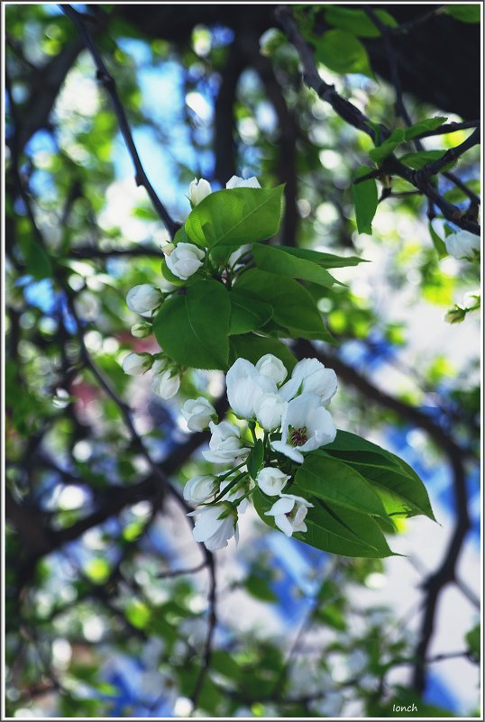 Яблони в цвету - muh5257 