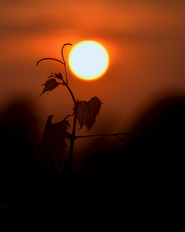 На закате солнечного дня - Irina Alex