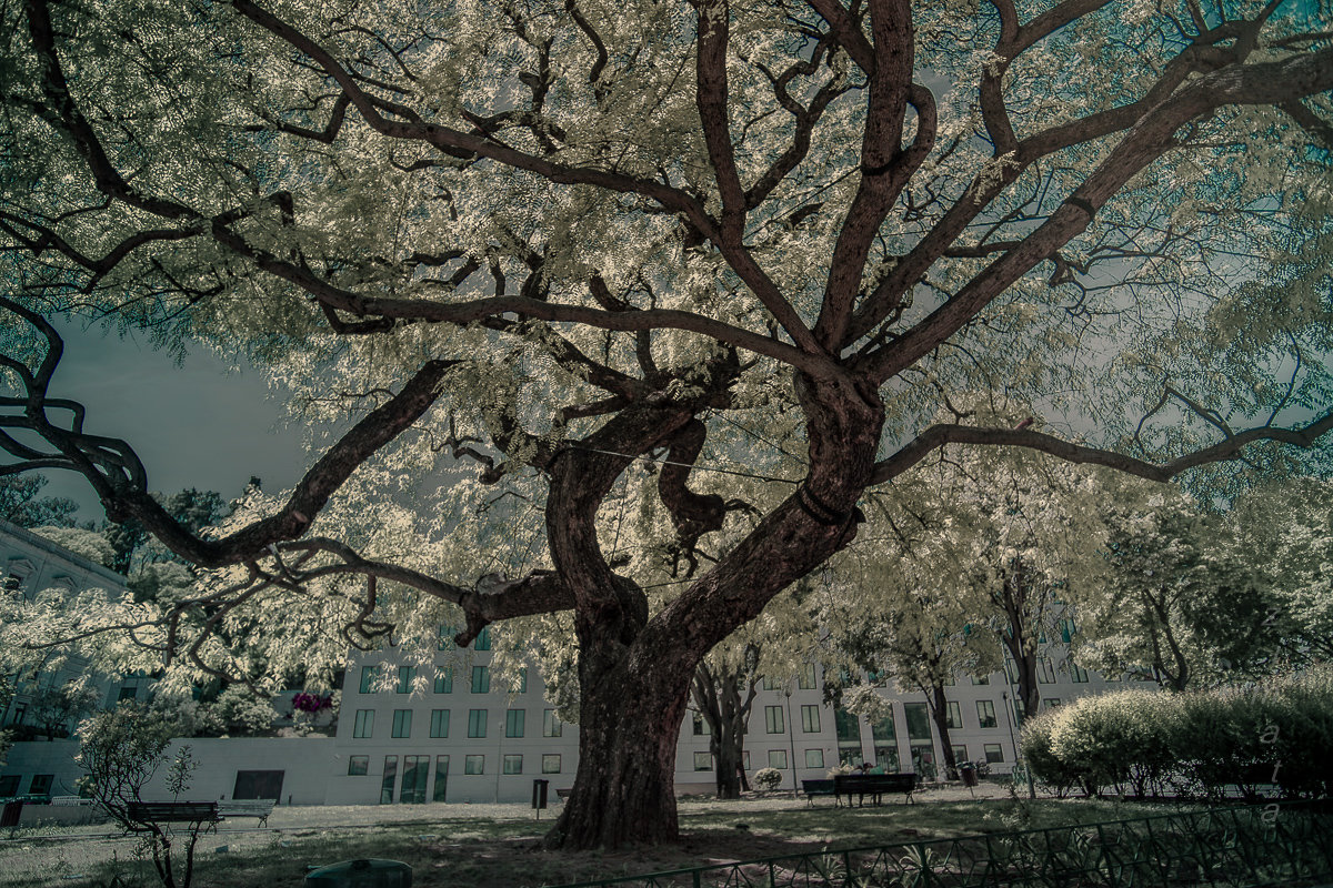 сияющее дерево - татьяна 