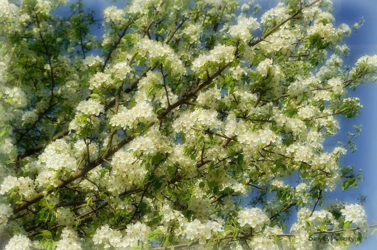 Лепестков белоснежность ослепляющий рой - так цветет груша - Валентина Данилова