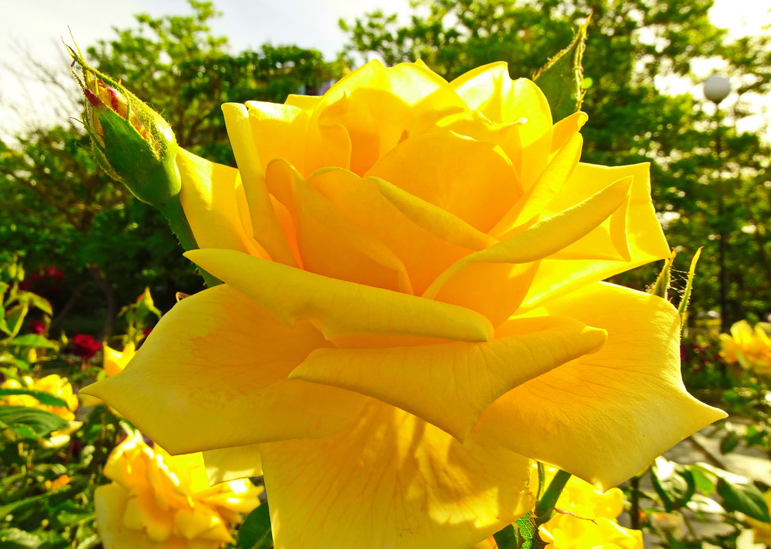 Желтые солнечные розы