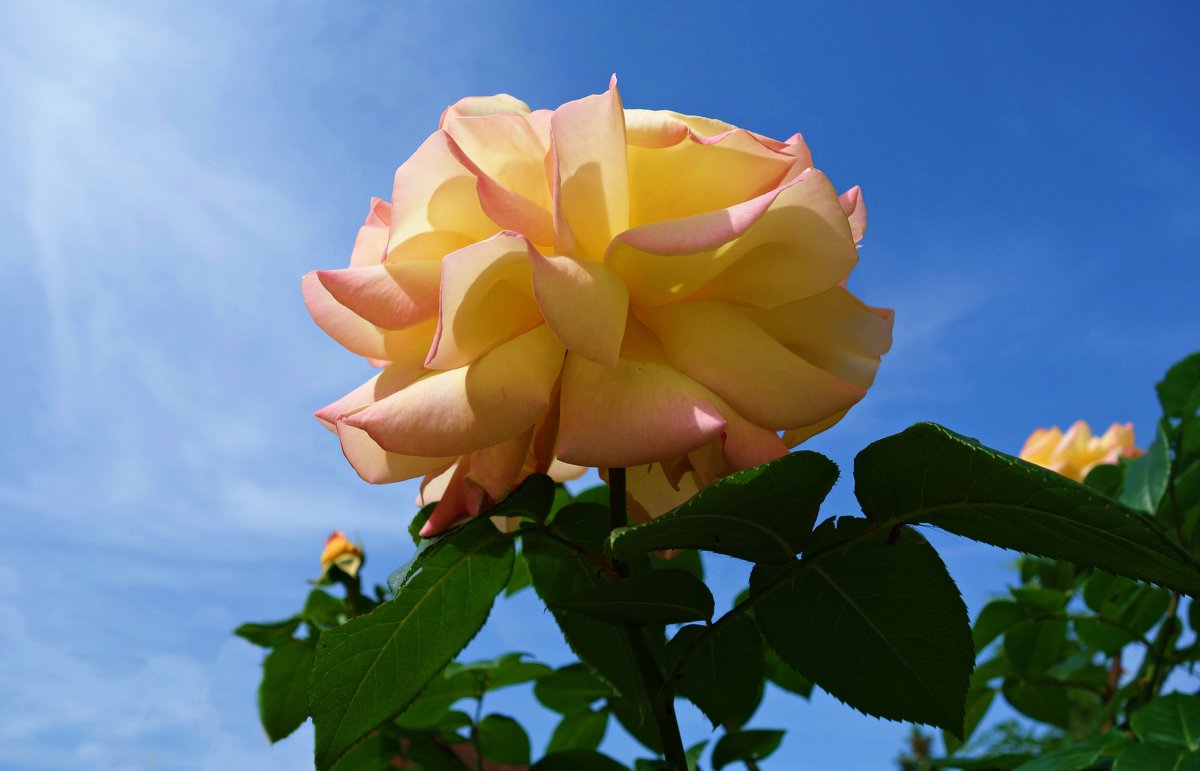 "Роза – символ совершенства..." - Galina Dzubina